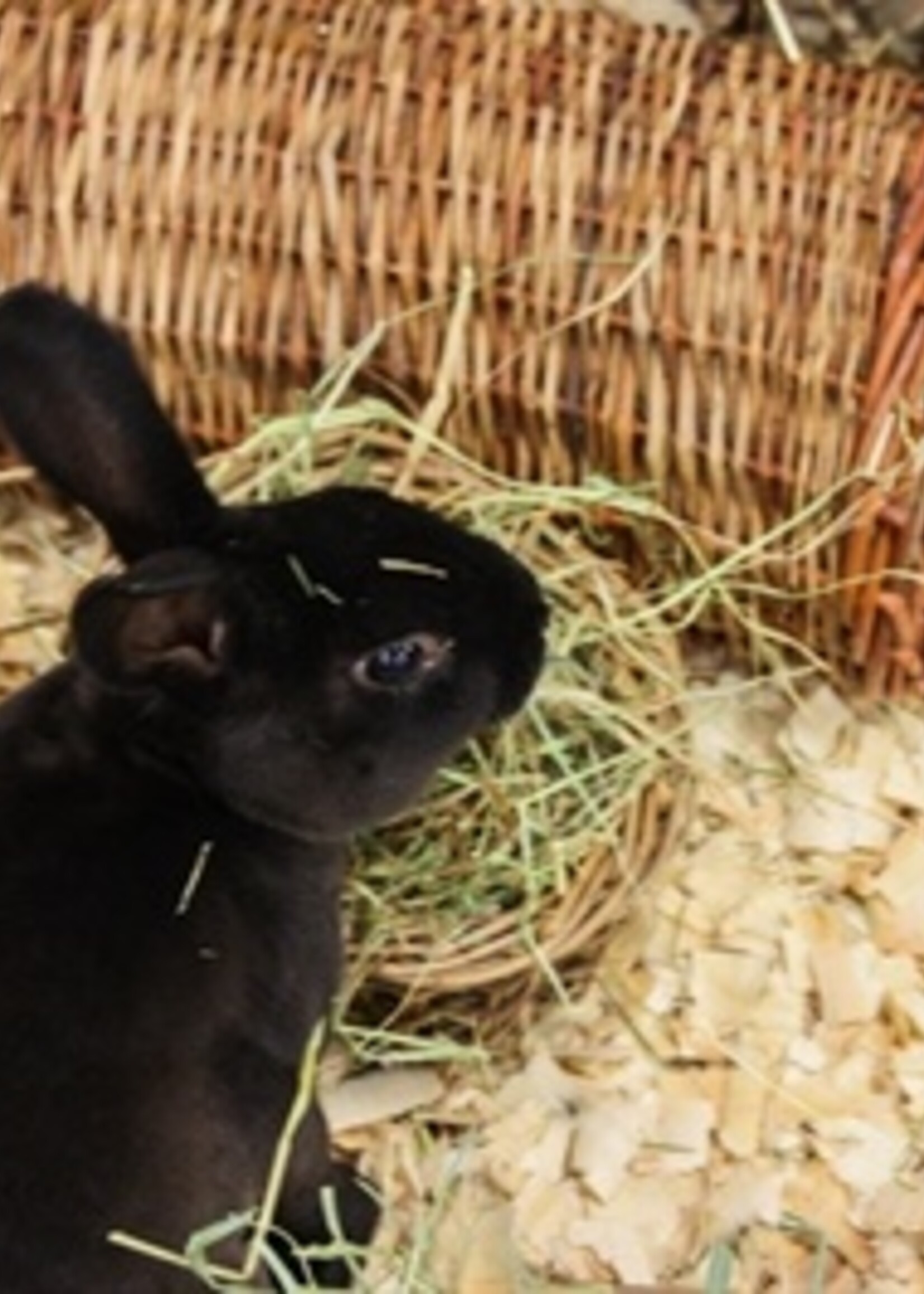 Happy pet Happy pet wilgen tunnel