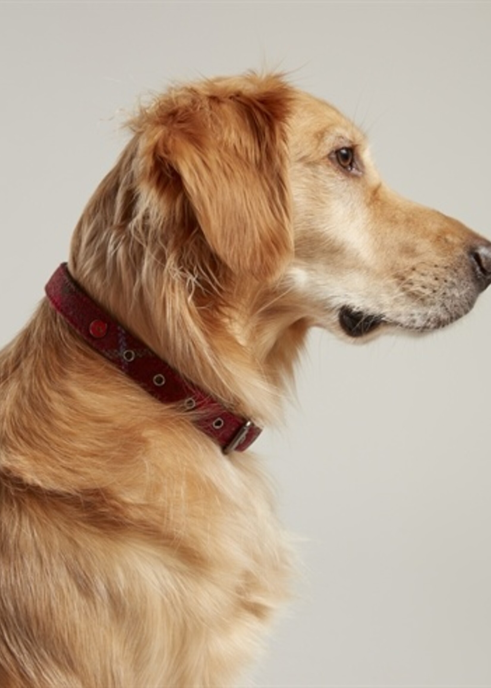 Joules Joules halsband hond heritage tweed leer rood