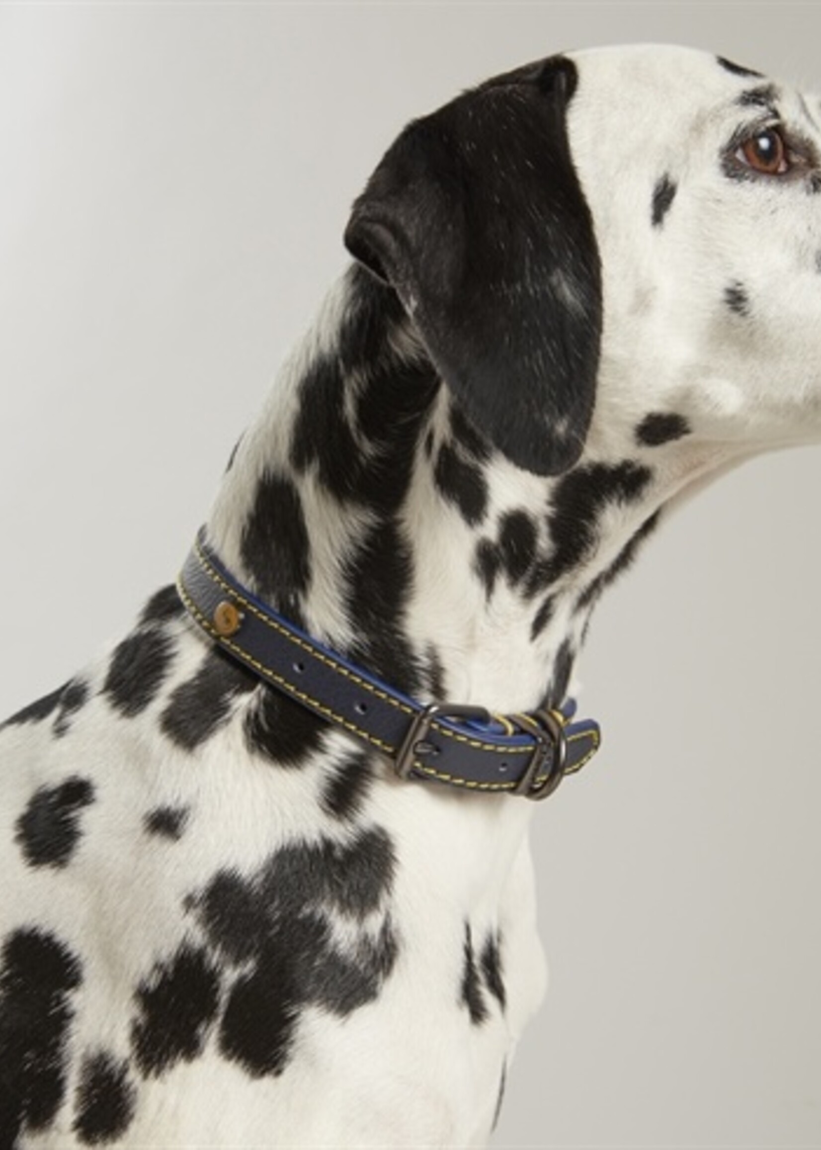 Joules Joules halsband hond leer navy