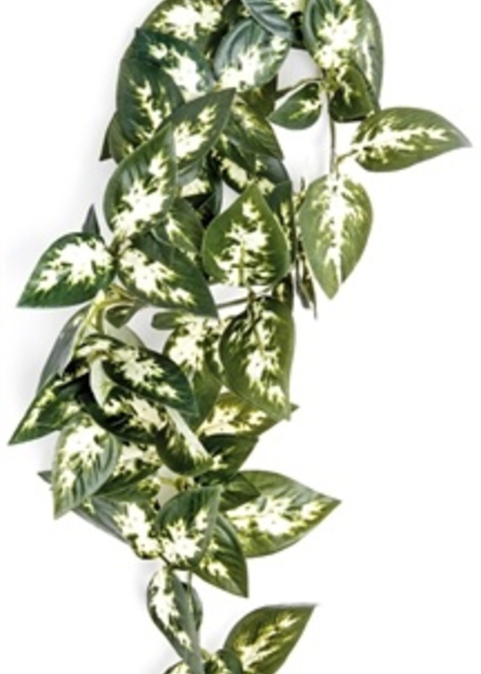 Komodo Komodo borneo hangende varen