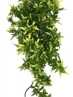 Komodo Komodo croton plant