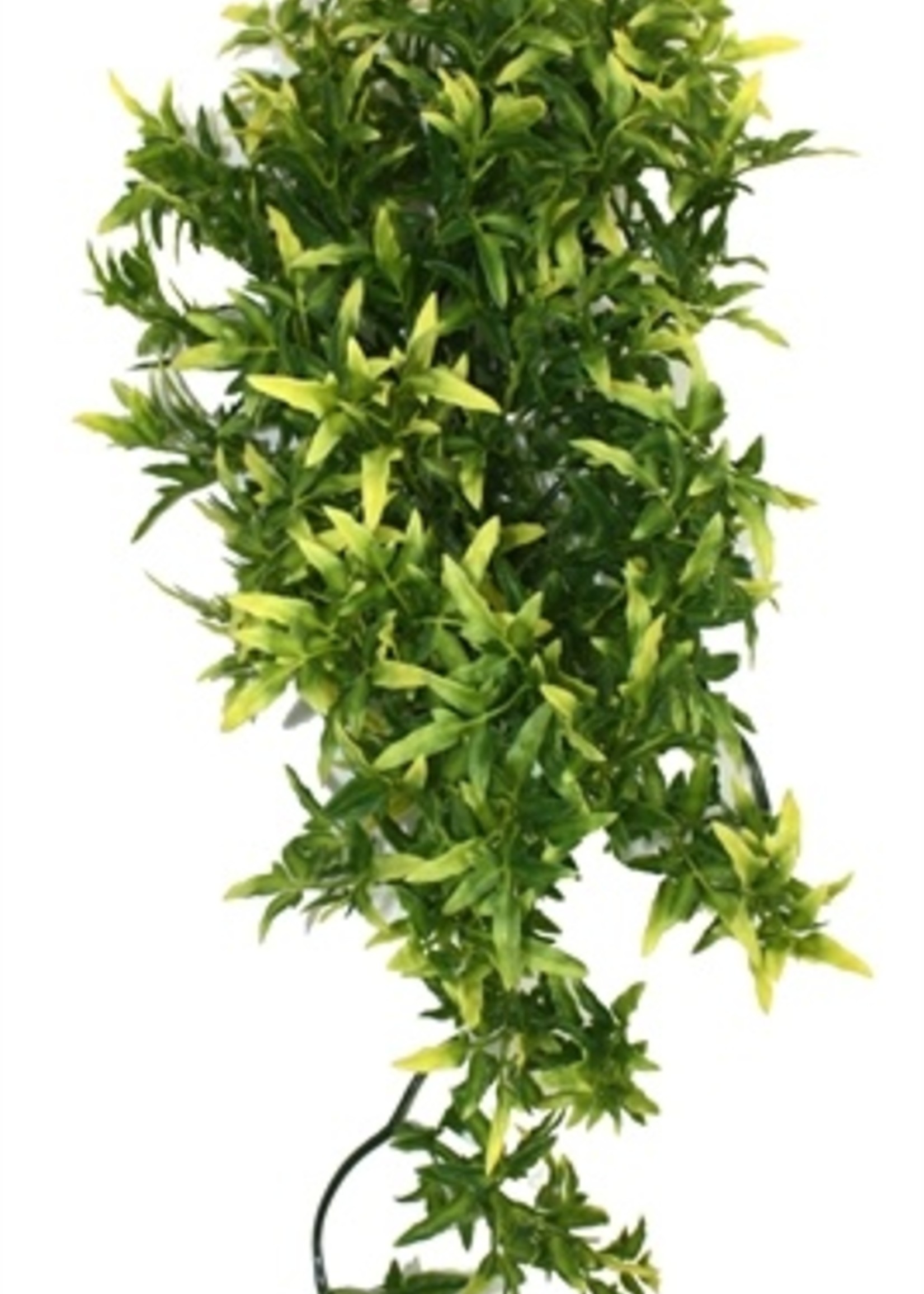 Komodo Komodo croton plant