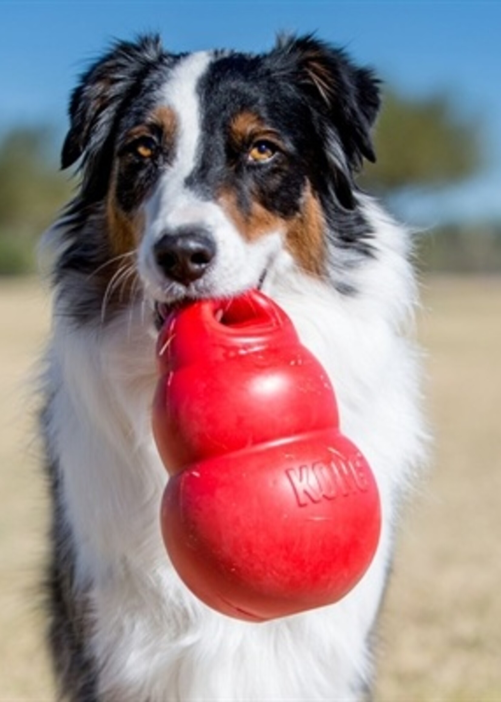 Kong Kong bounzer rood