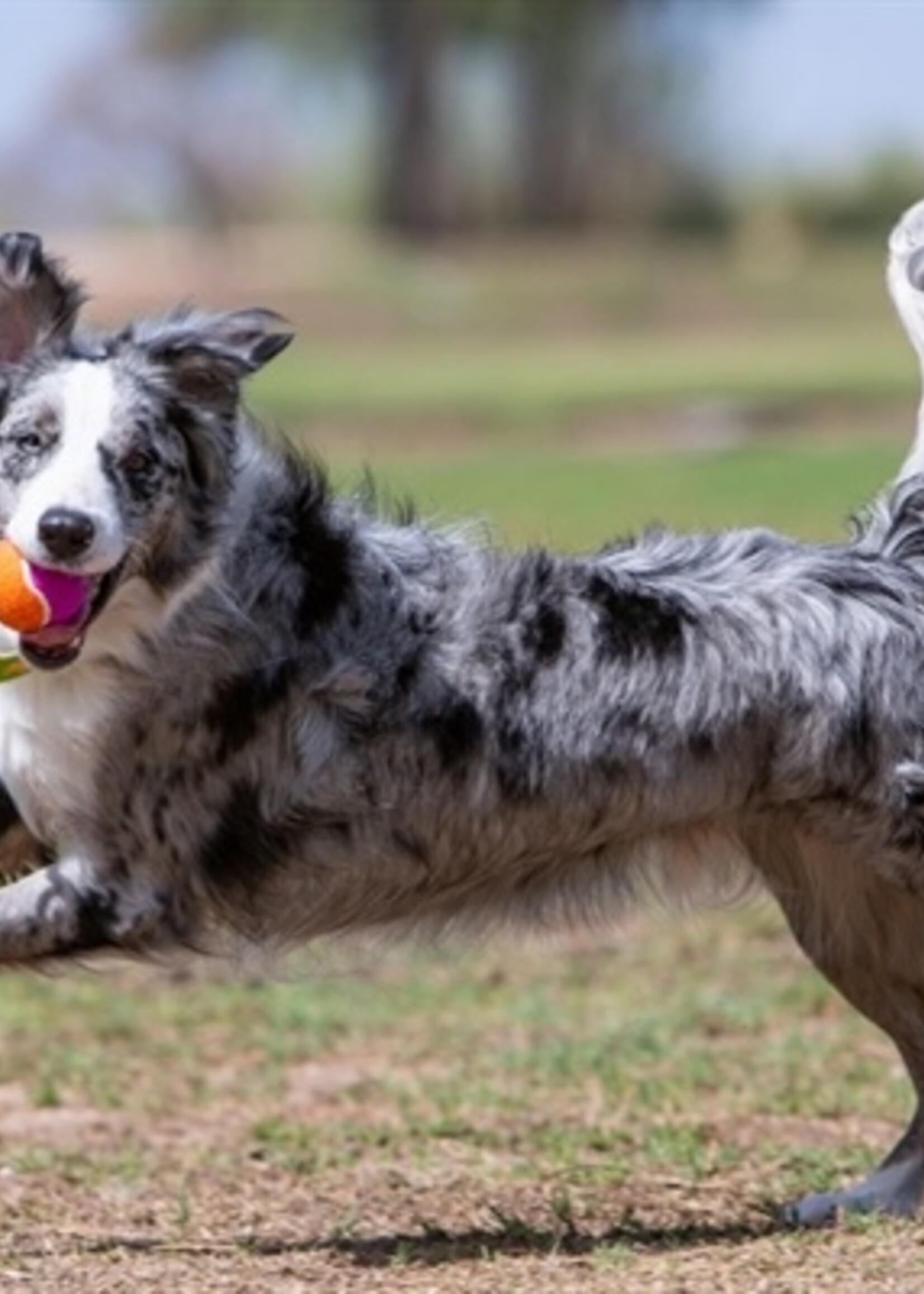 Kong Kong squeakair birthday balls