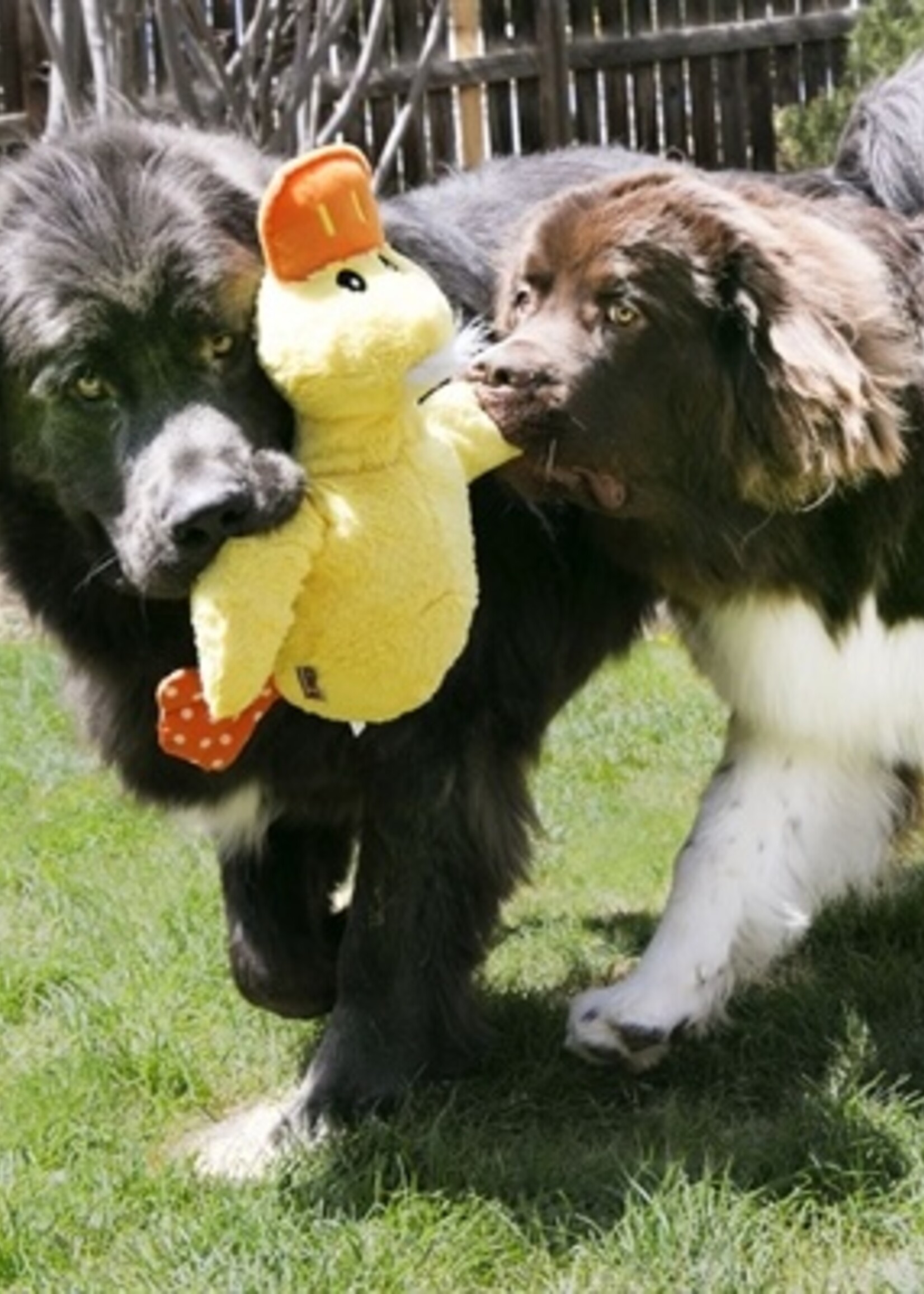 Kong Kong comfort jumbo eend assorti