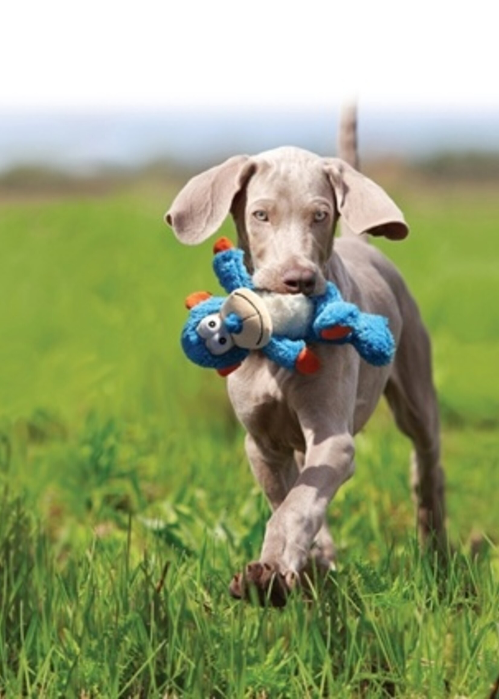 Kong Kong cross knots lion m/l