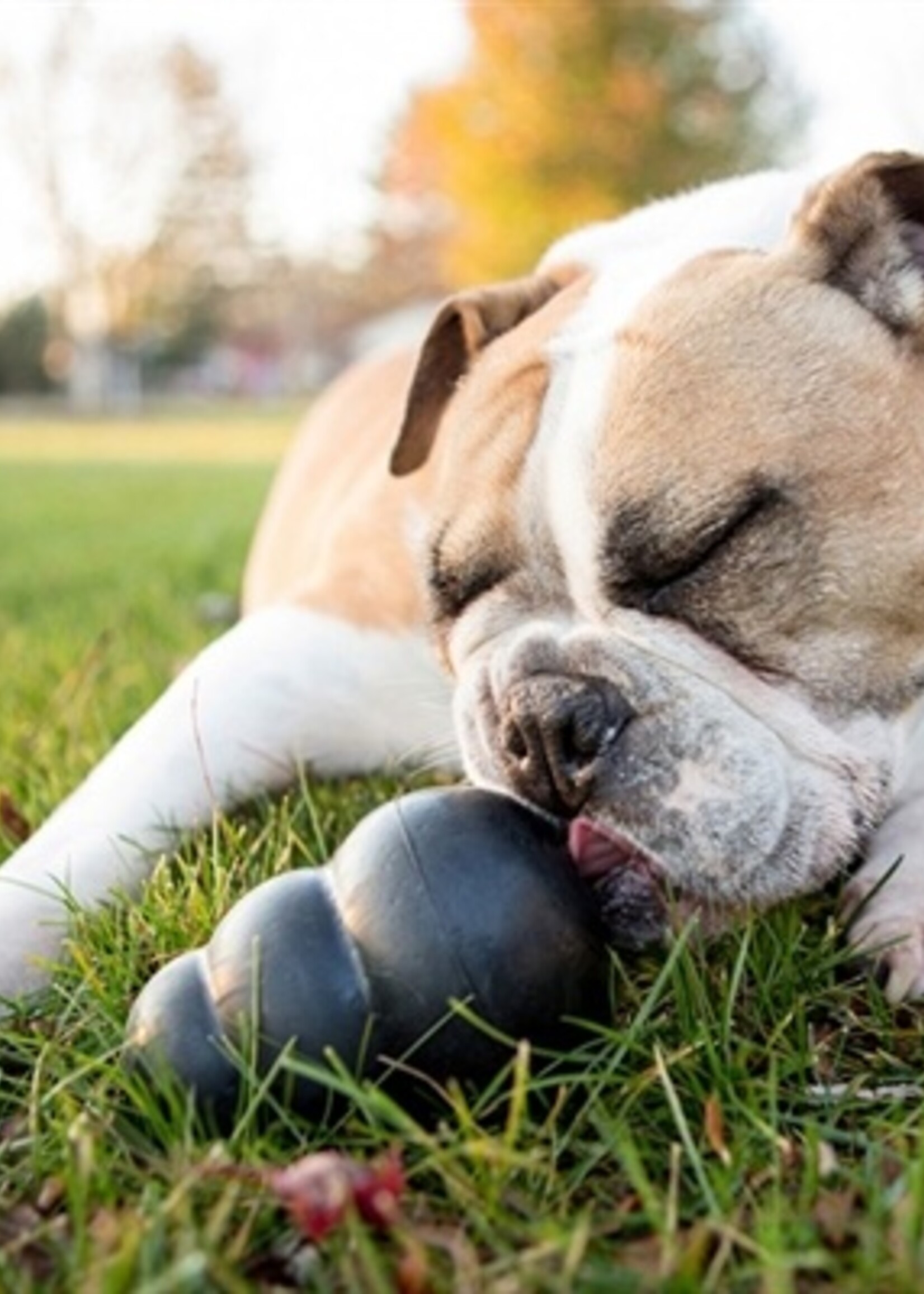 Kong Kong extreme zwart