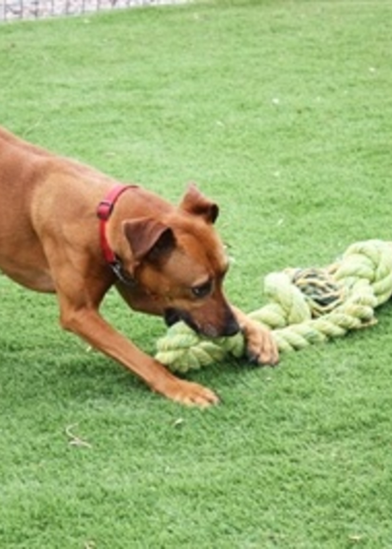 Happy pet Happy pet king size tug flostouw