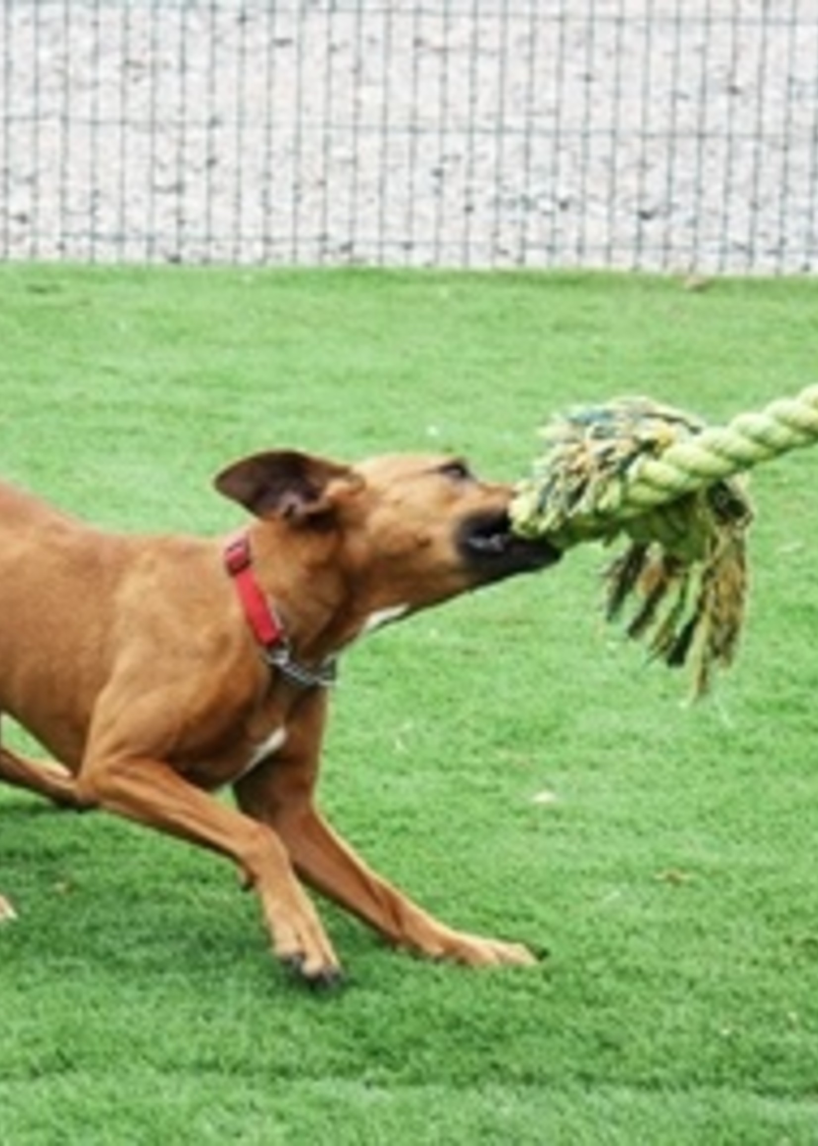 Happy pet Happy pet king size tug flostouw