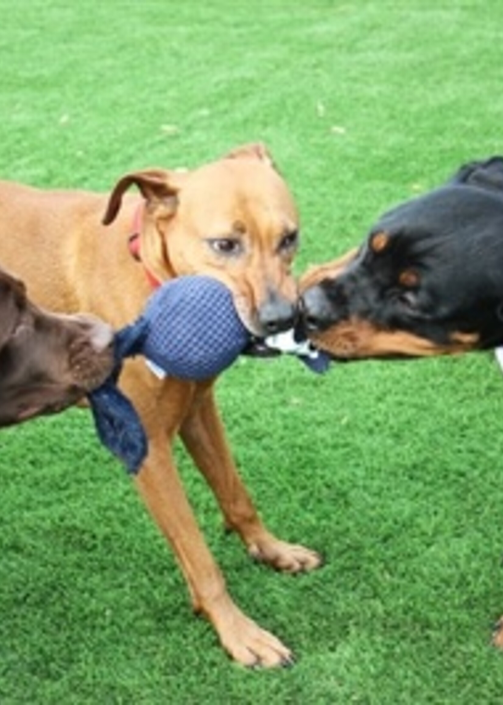 Happy pet Happy pet waffle buddy paars assorti