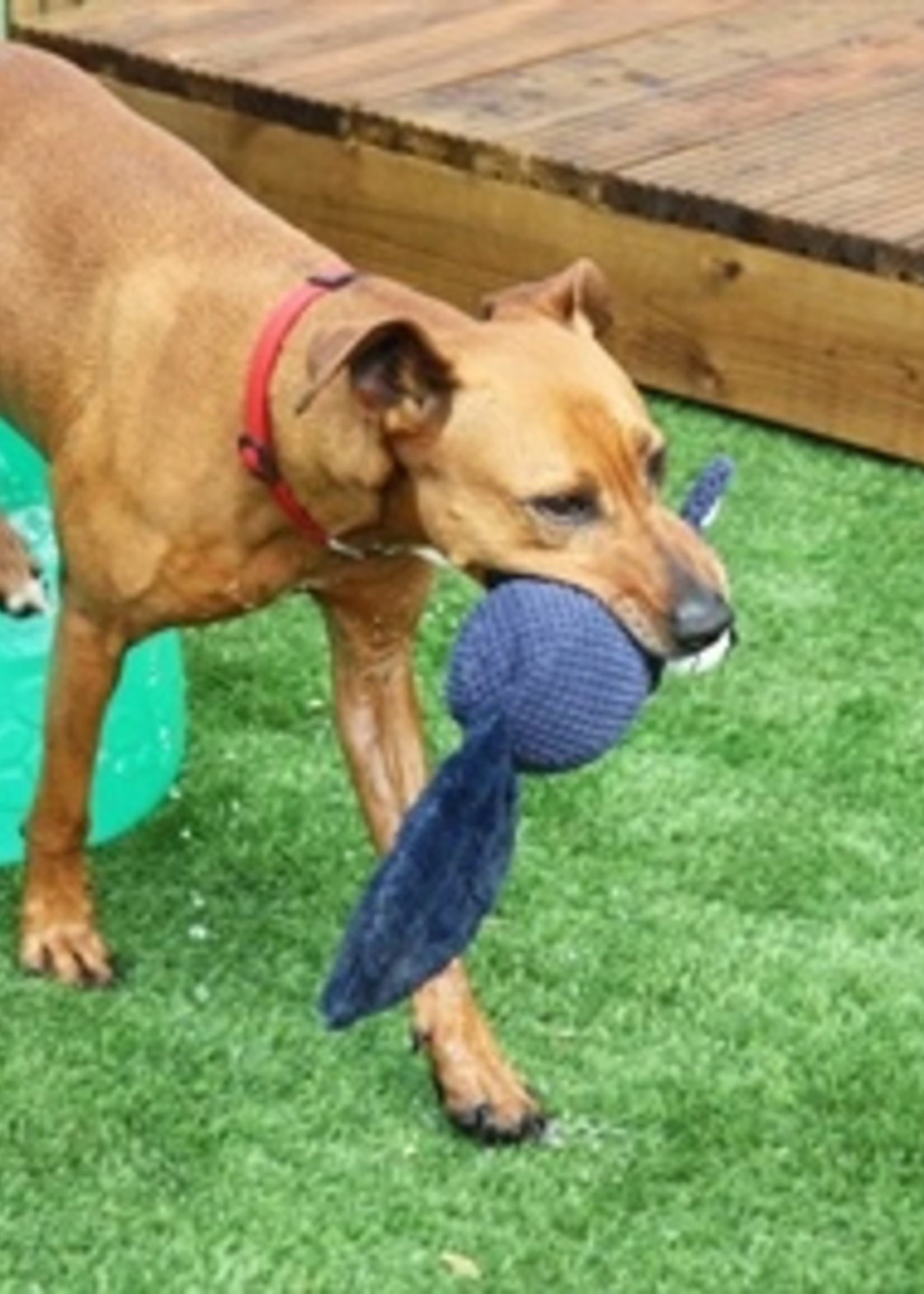 Happy pet Happy pet waffle buddy paars assorti