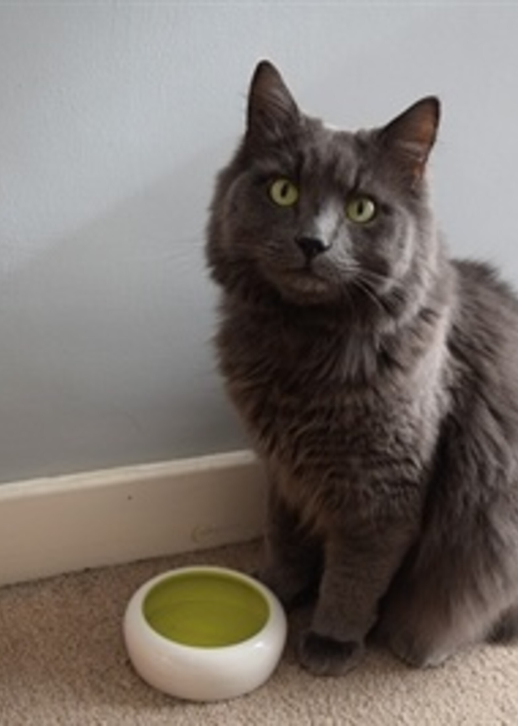 Happy pet Happy pet drinkbak tegen morsen wit / groen