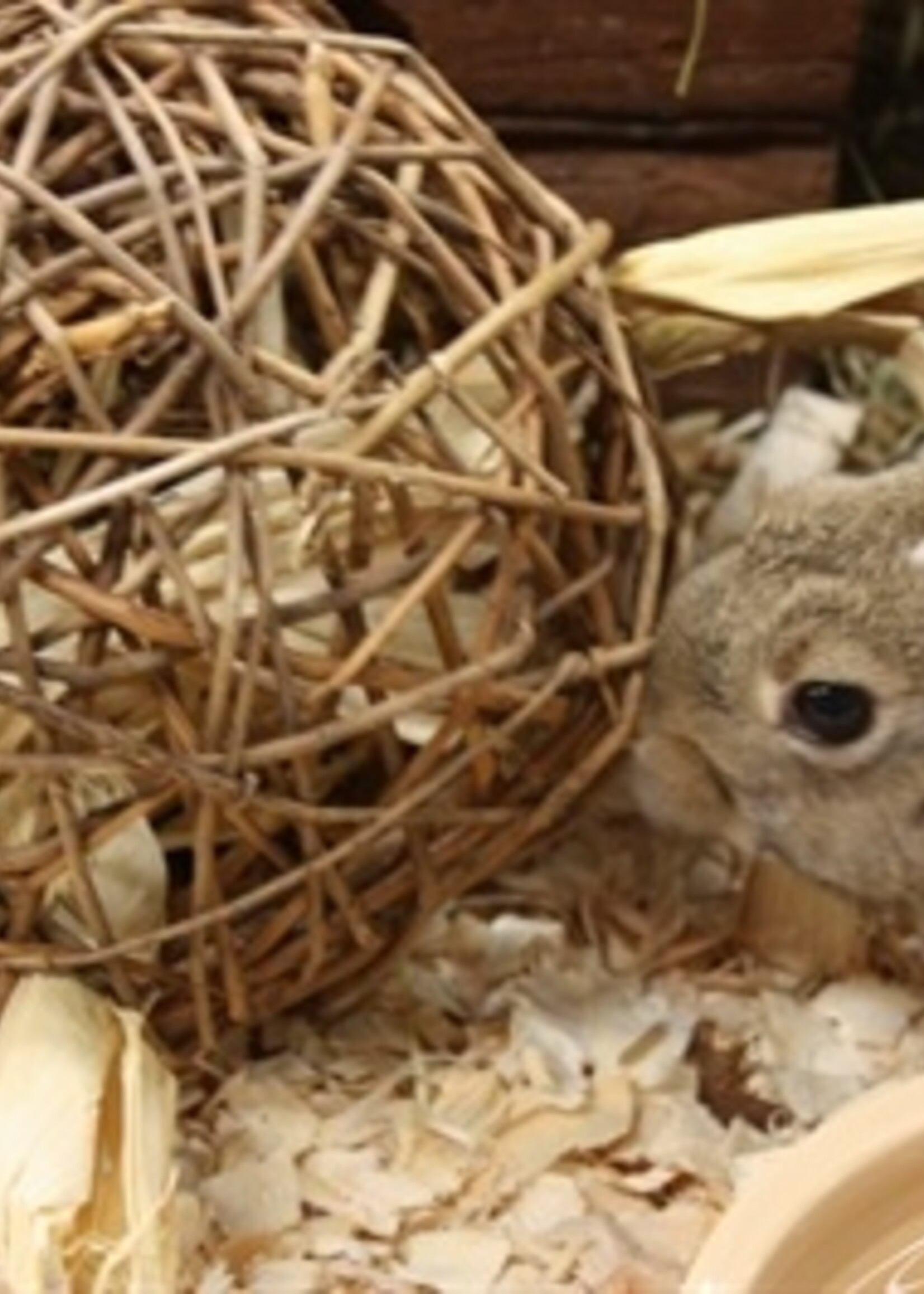 Happy pet Happy pet speelbal wilg nature first