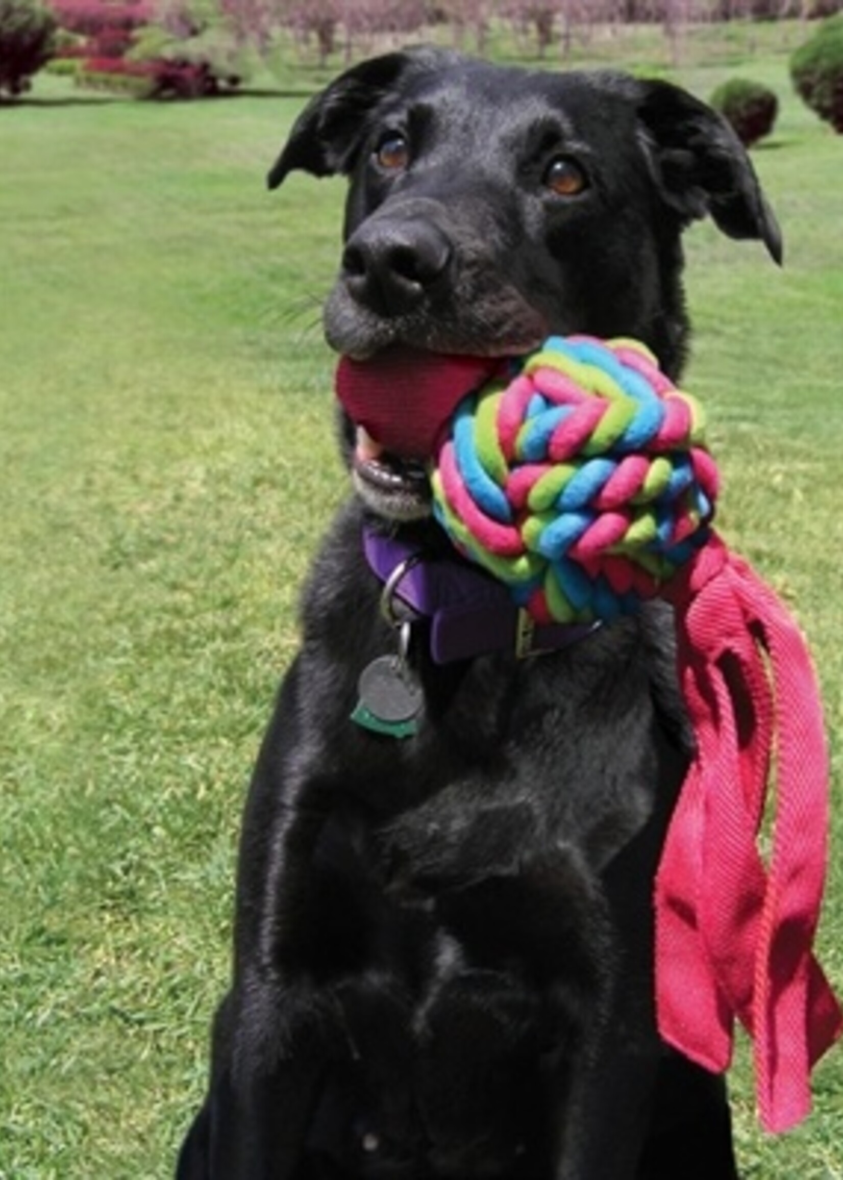 Kong Kong wubba weaves assorti