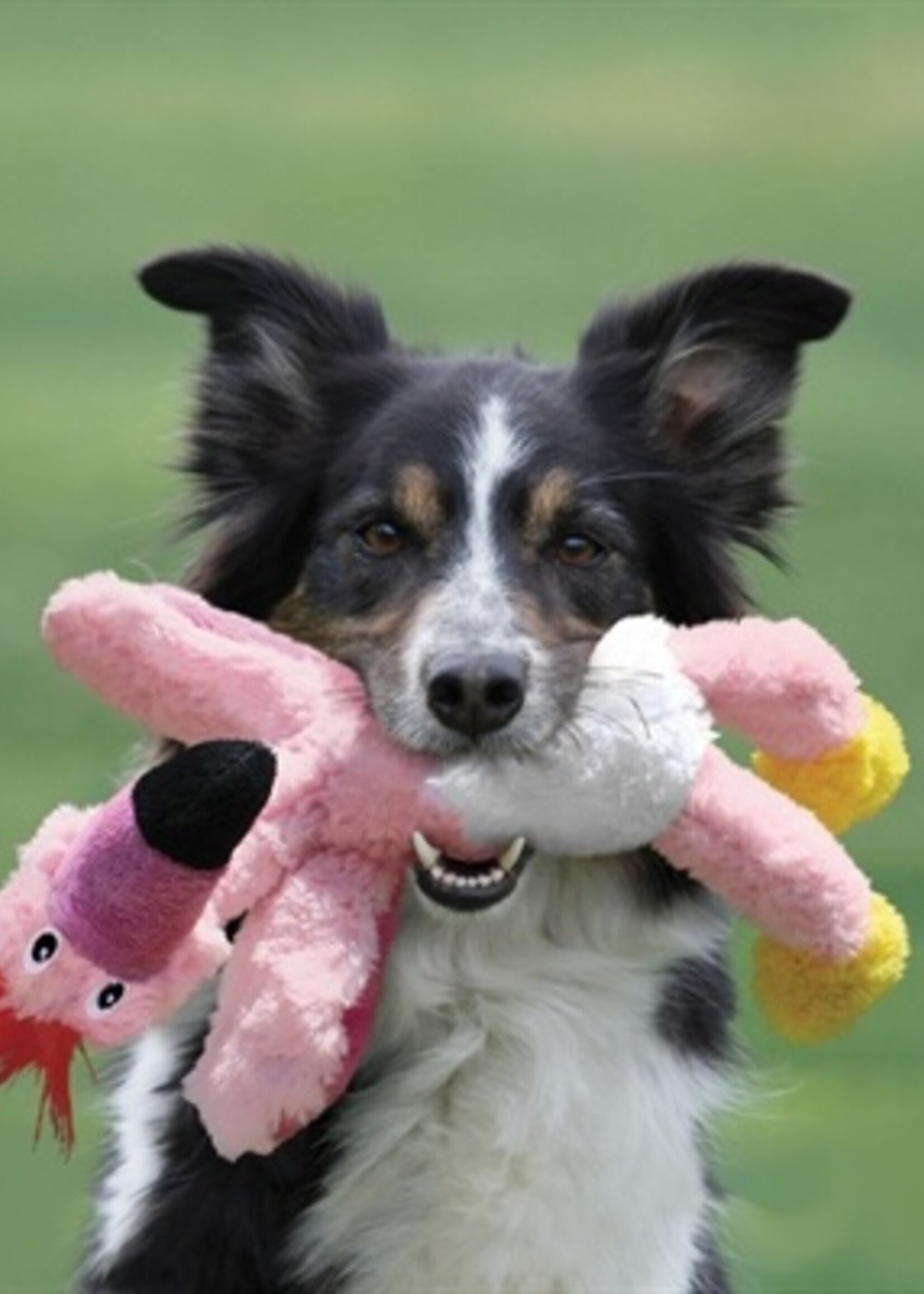 Kong Kong wild knots vogel assorti