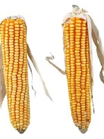 Trixie Trixie maiskolven met blad