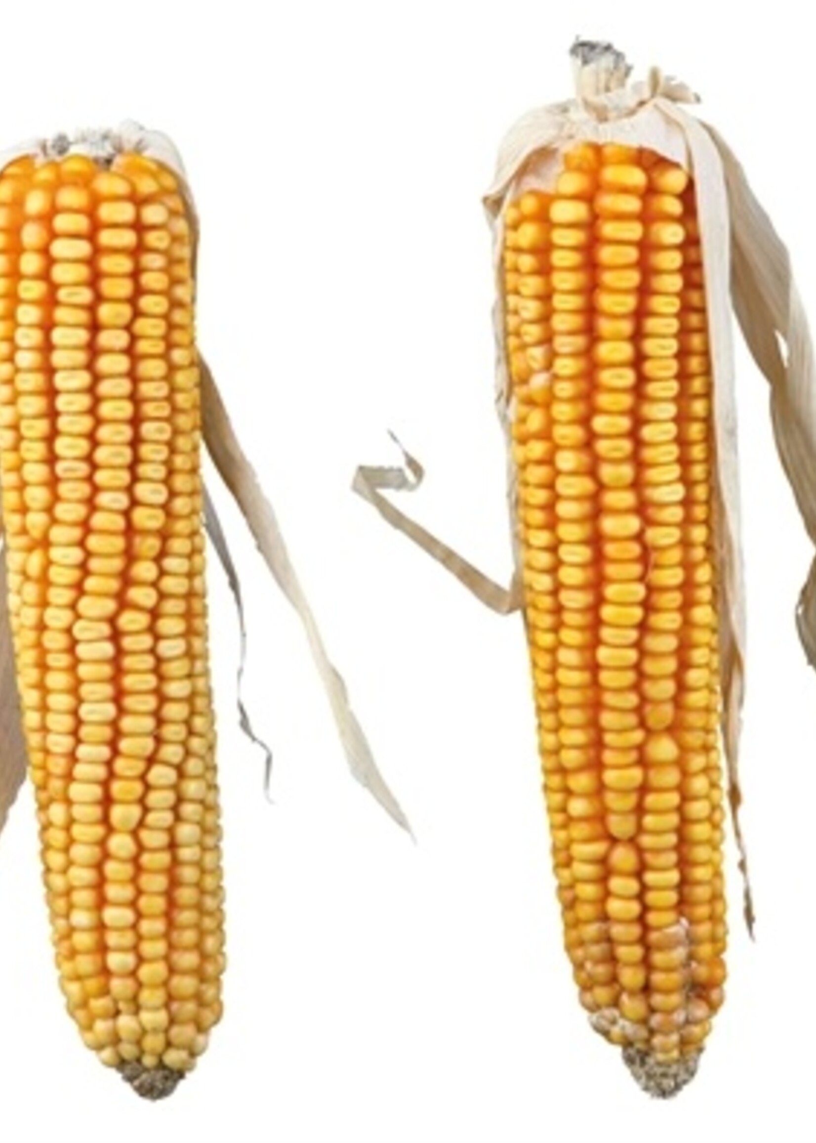 Trixie Trixie maiskolven met blad