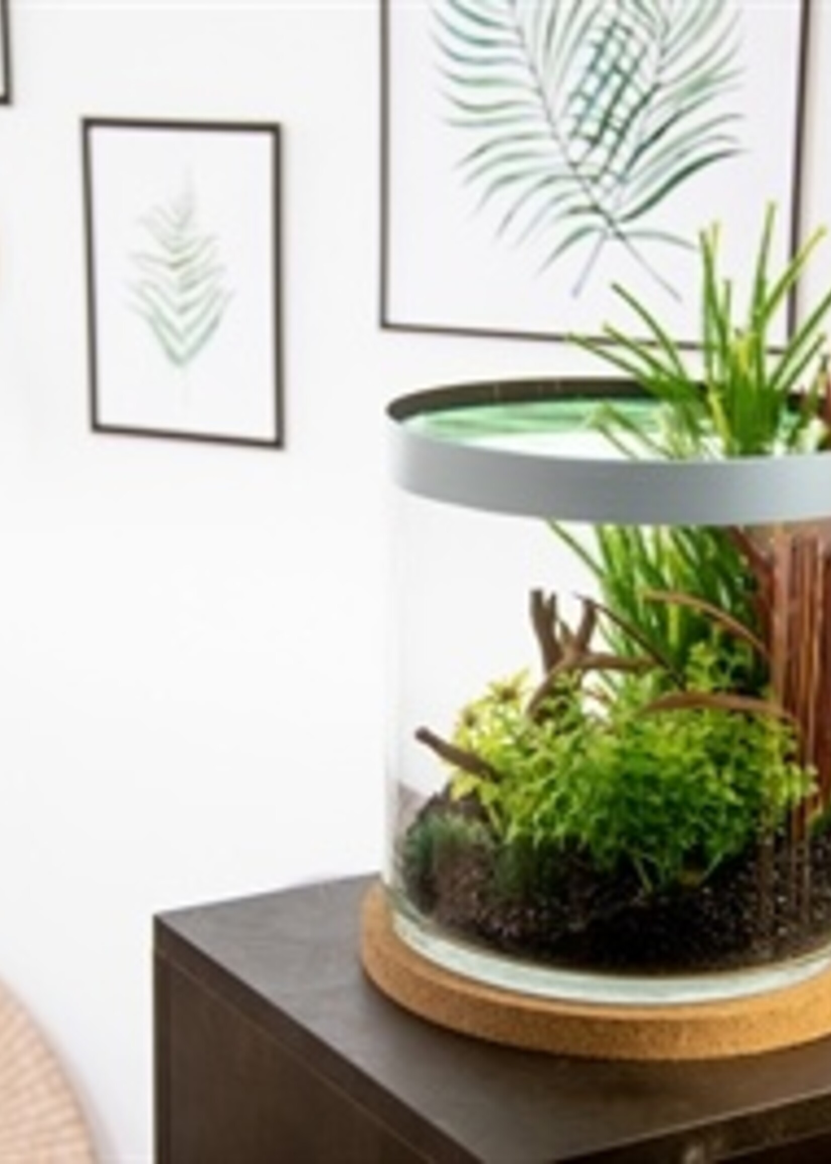 Zolux Zolux life cylinder met grijze rand