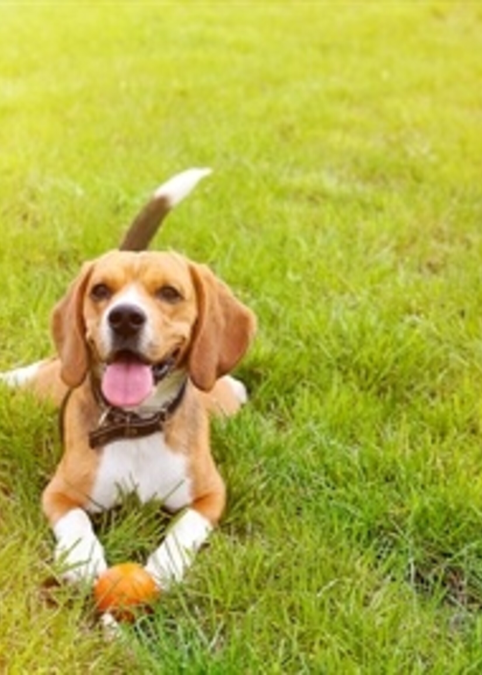 Happy pet Happy pet rubber bal assorti