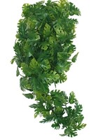 Komodo Komodo plant split philodendron