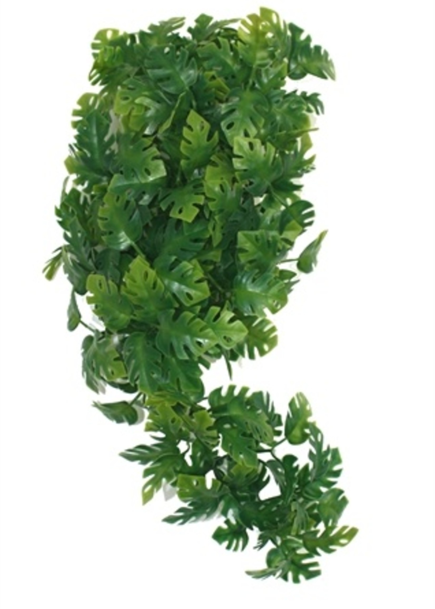 Komodo Komodo plant split philodendron