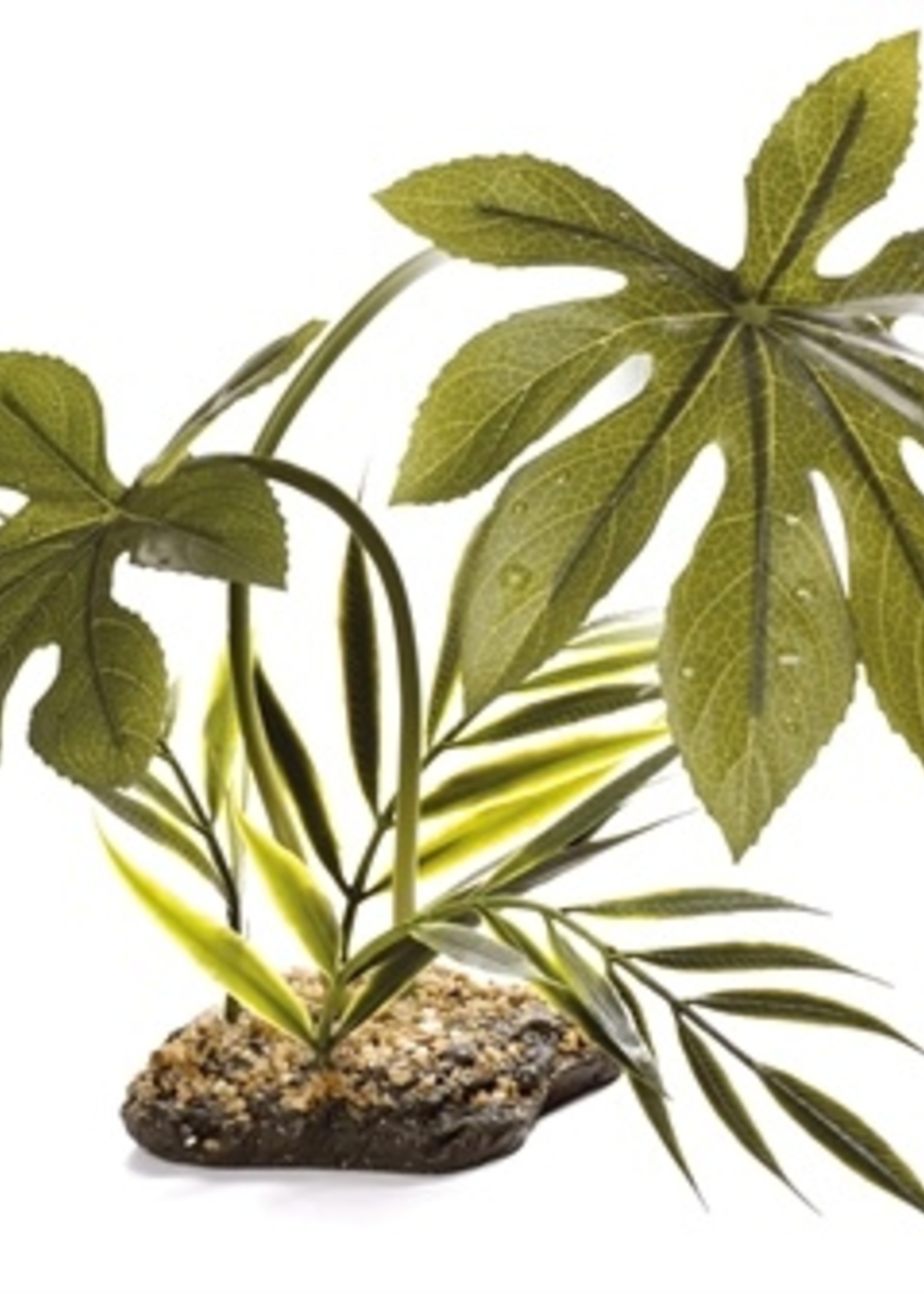 Komodo Komodo jungle canopy