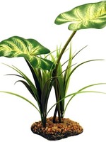 Komodo Komodo broadleaf canopy