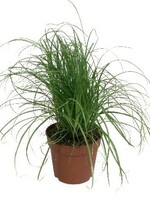 Merkloos Cyper alt zum kitty grass kattengras