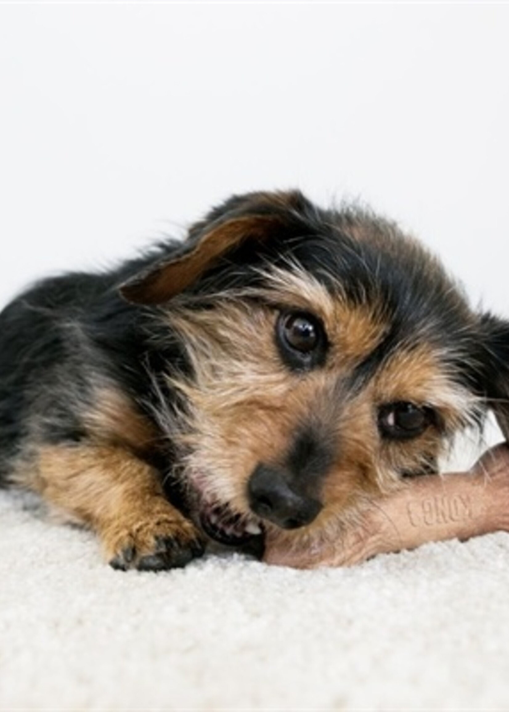 Kong Kong chewstix bot