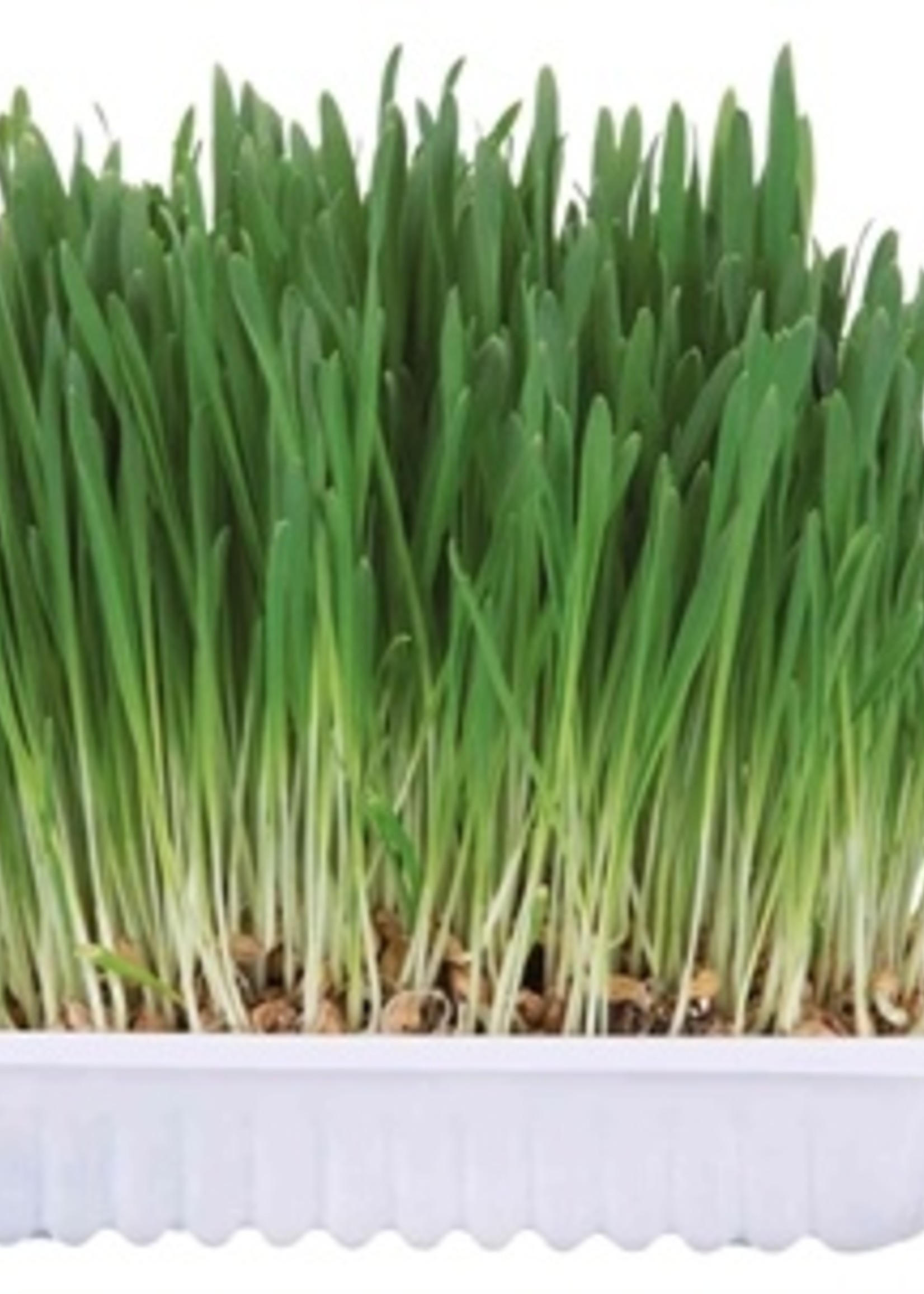 Trixie Trixie knaagdiergras