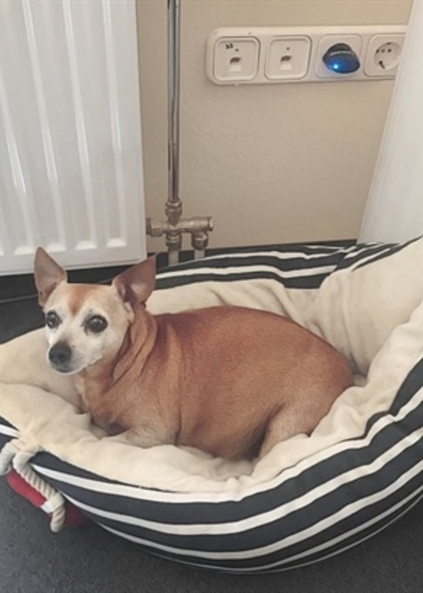 Tickless Tickless teek en vlo afweer stekker voor in huis zwart