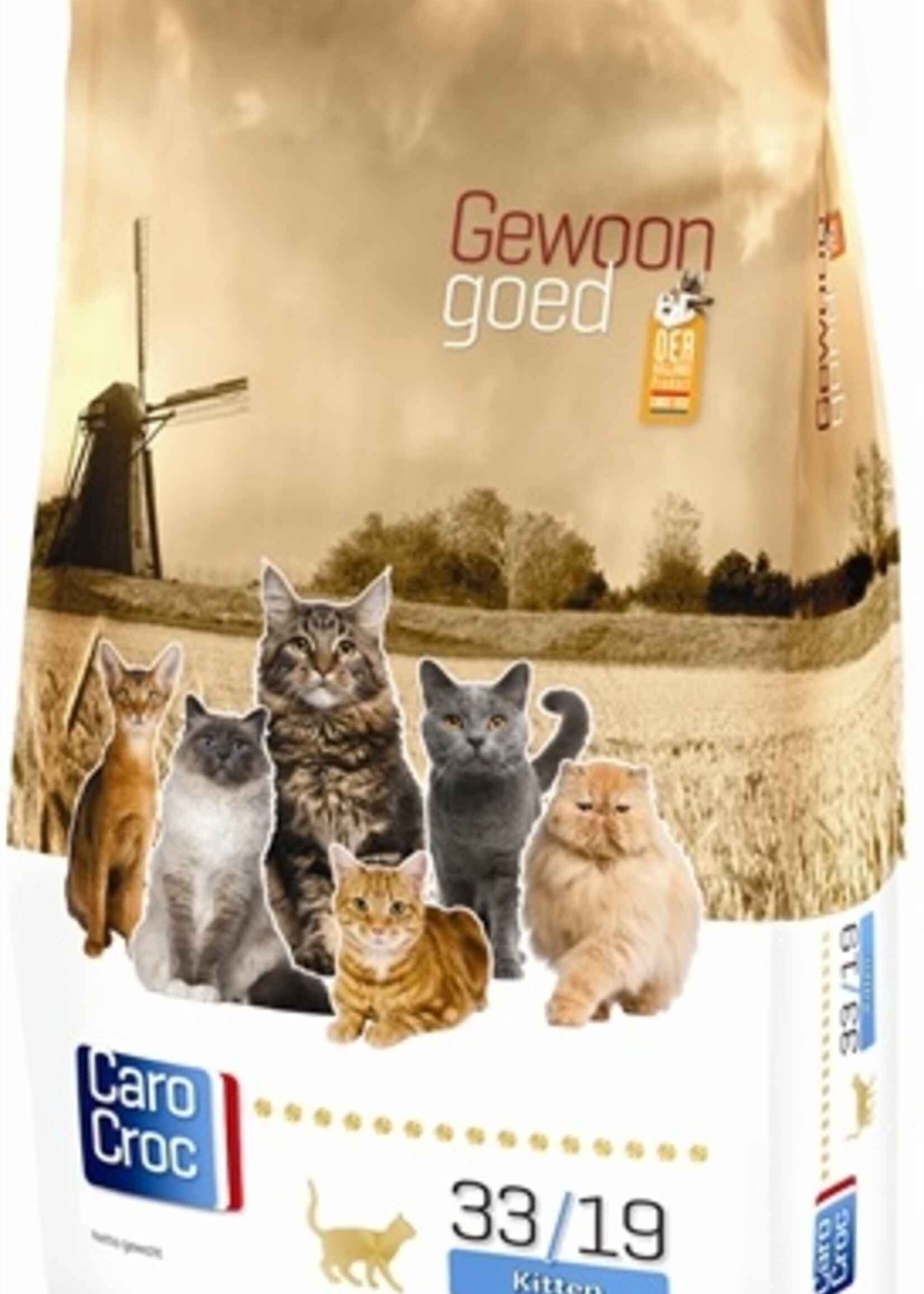 Carocroc Carocroc kitten