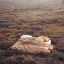 Essenza Essenza Mads cushion Ochre 45 cm round