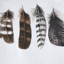 Marjolein Bastin Marjolein Bastin dekbedovertrek Wild Feathers Natural  240x200/220