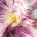 Essenza Essenza Rosabelle dekbedovertrek 240x200/220 Vanilla