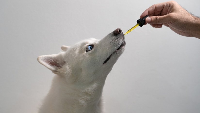 CBD voor honden en katten