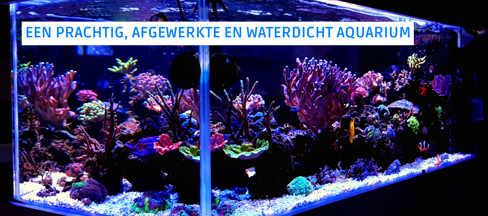 Een prachtig, afgewerkt en waterdicht aquarium met vissen en planten.