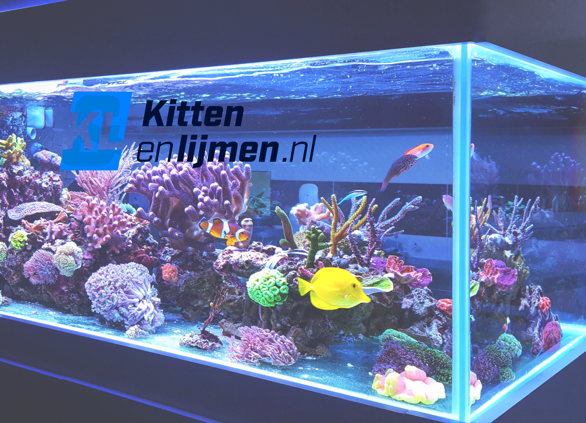 Hoe kit je een aquarium af?