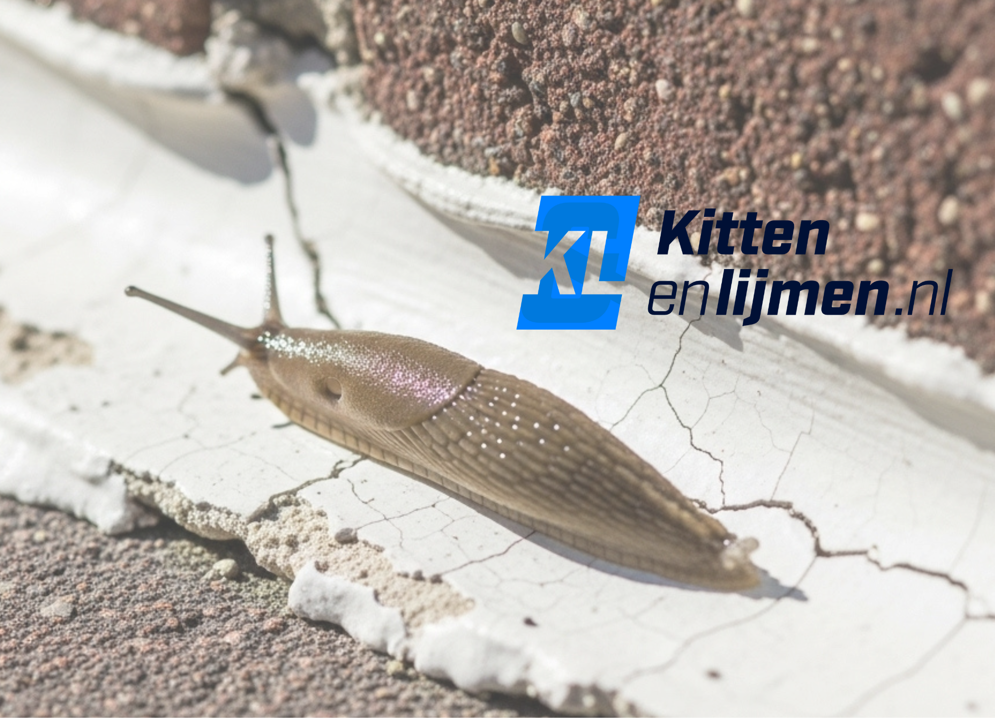 Slakken die je kit opvreten? NOOIT MEER met deze kit!