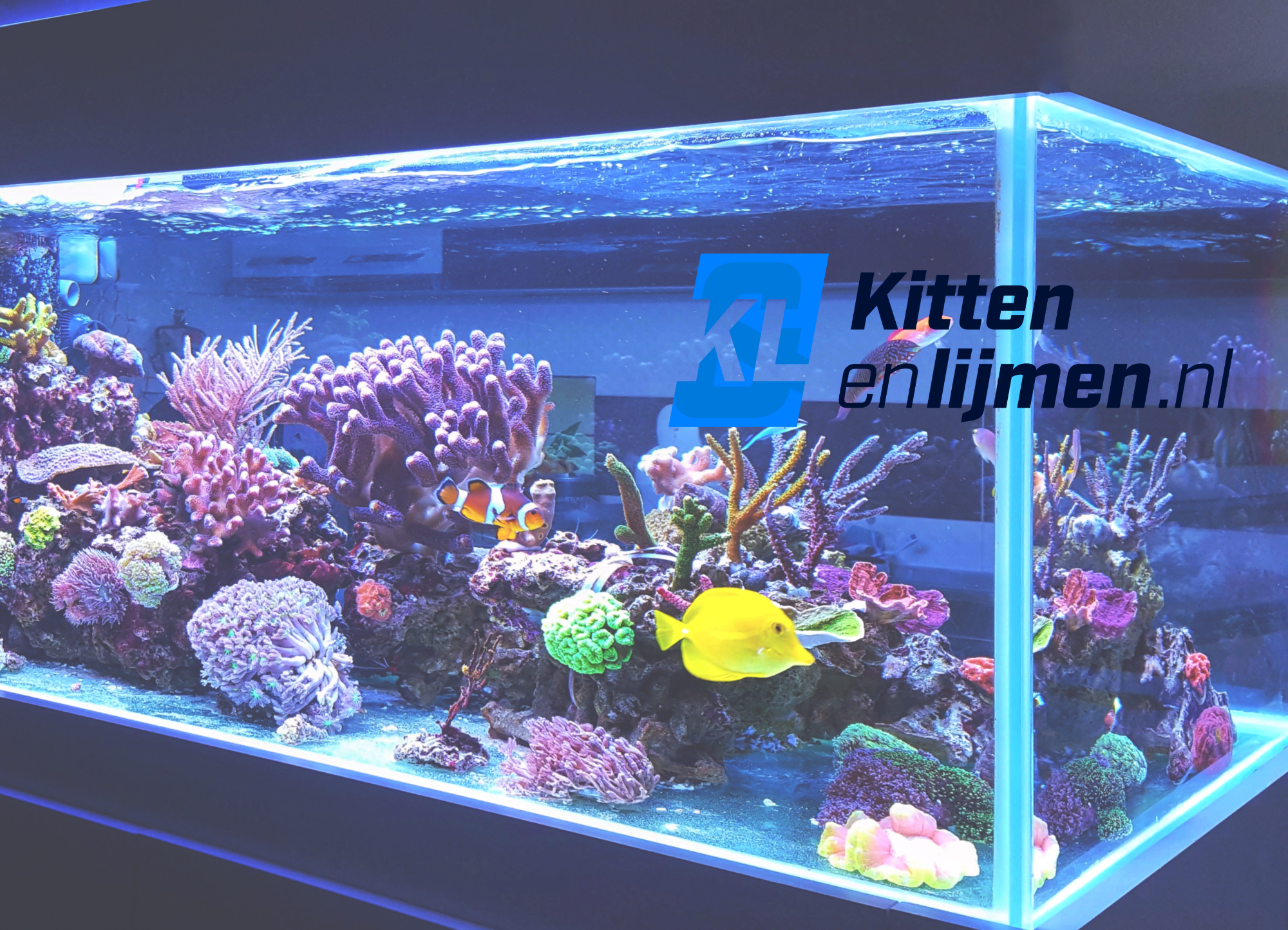 Hoe kit je een aquarium af?