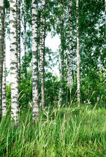 Handgemachte Grusskarten 3er Set "In der Natur"