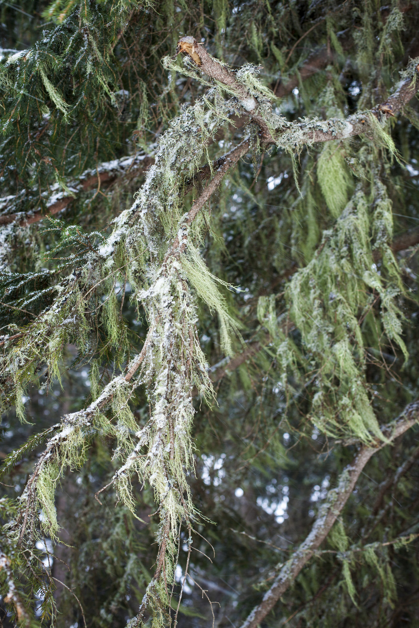 Handgemachte Grusskarten 3er Set "In der Natur"