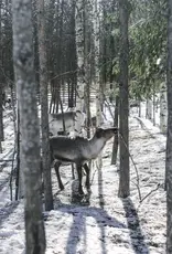 COZY PUBLISHING Eat Finland Book