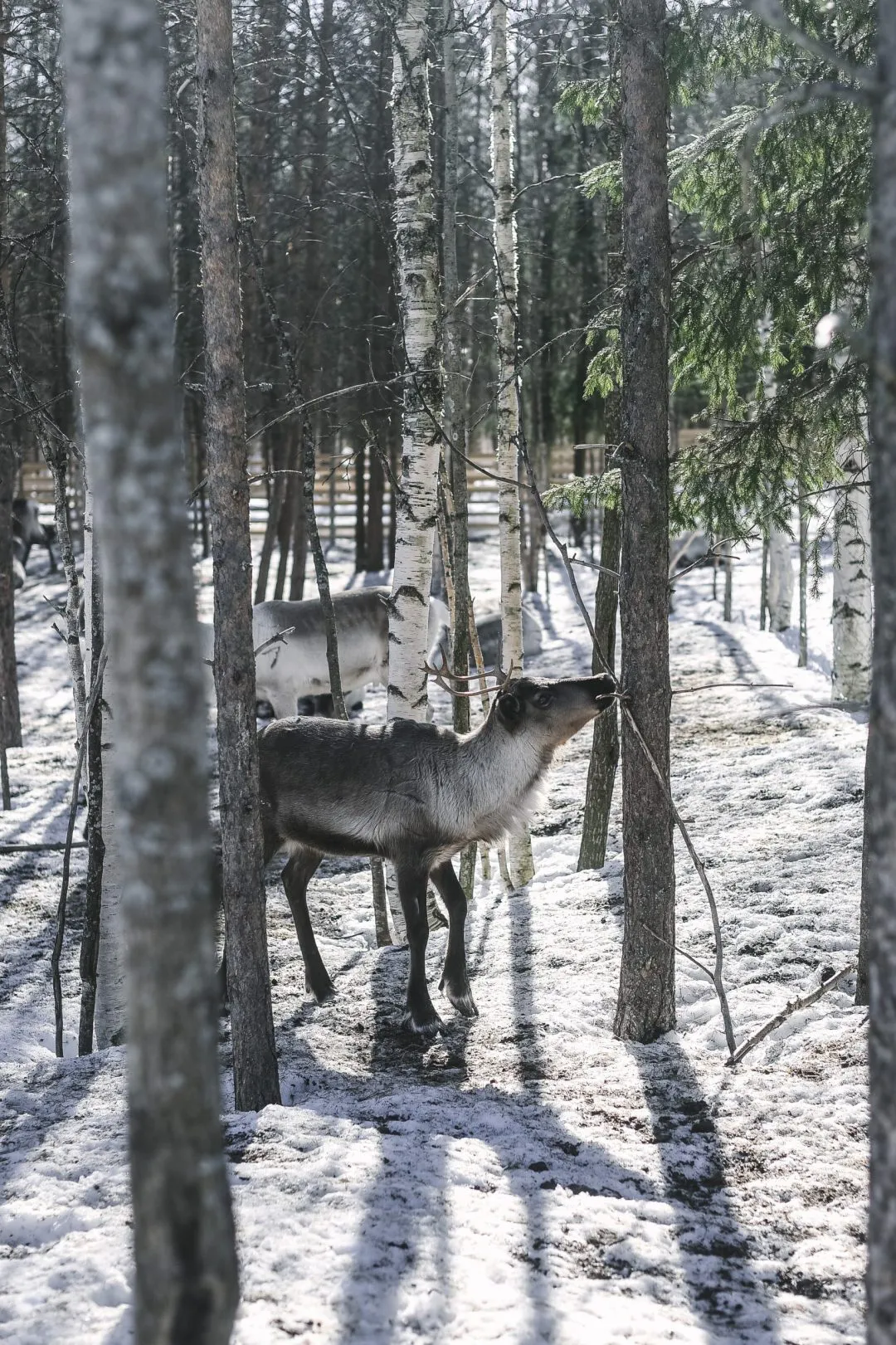 COZY PUBLISHING Eat Finland Buch