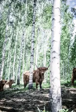 COZY PUBLISHING Eat Finland Book