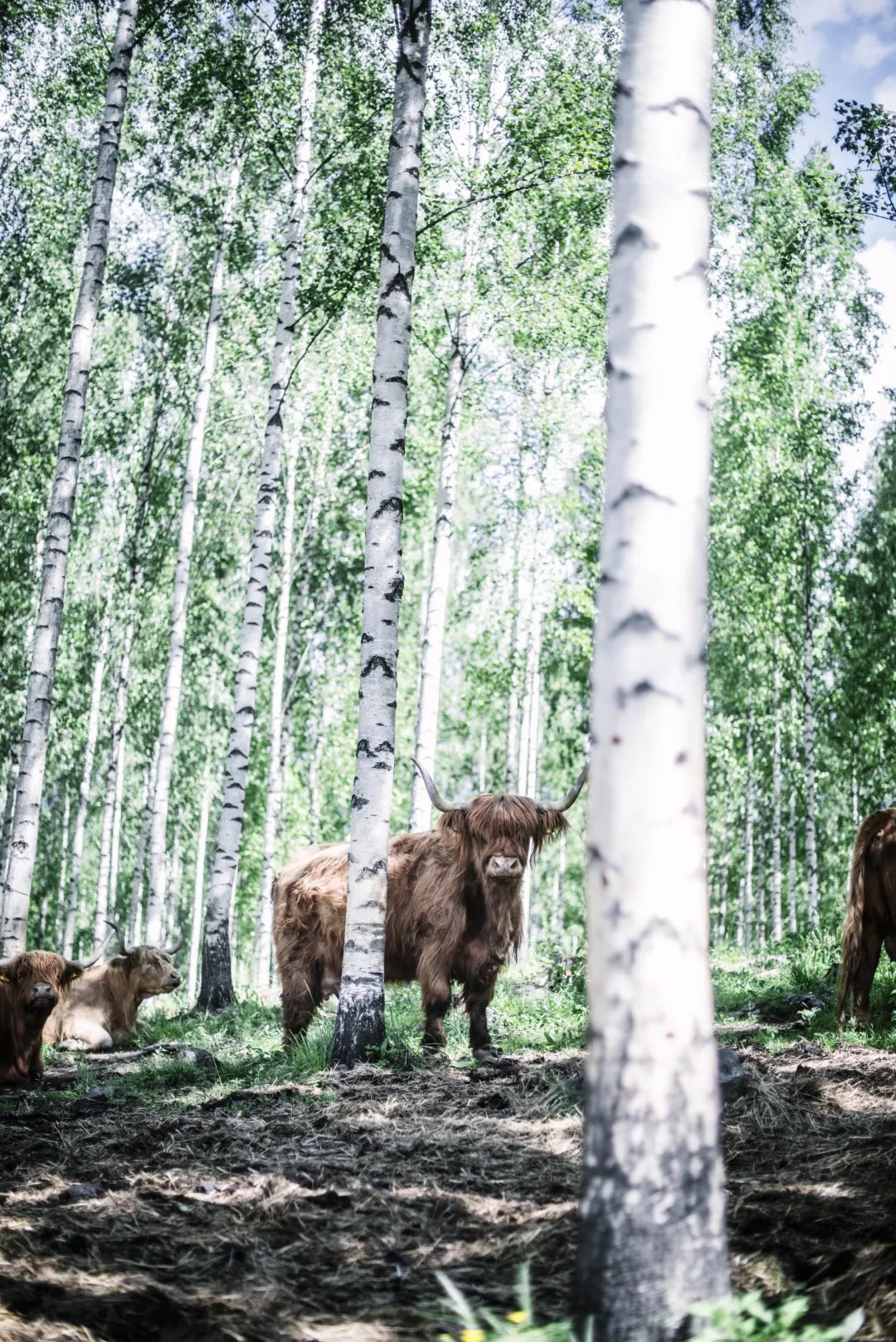 COZY PUBLISHING Eat Finland Livre