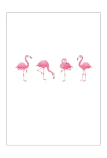 Postkaart flamingo N