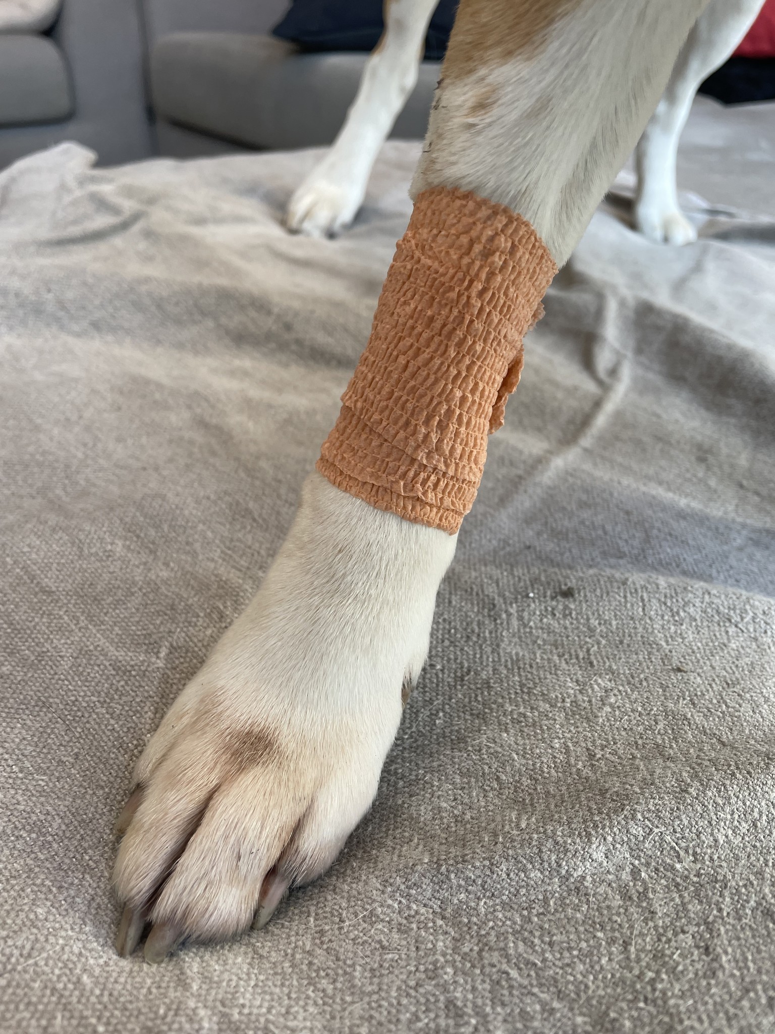 ABC Wonderverband BRUIN voor Dieren