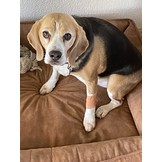 ABC Wonderverband BRUIN voor Dieren