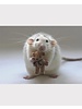 3D Magneet rat